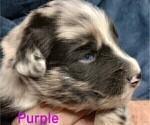 Small Photo #22 Australian Shepherd Puppy For Sale in SYLVA, NC, USA