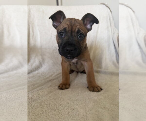 Medium Photo #2 French Bulldog Puppy For Sale in St. Louis Park, MN, USA