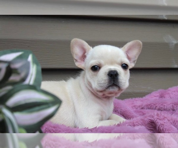 Medium Photo #2 French Bulldog Puppy For Sale in LIBERTY, KY, USA