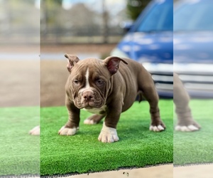 Boxita Puppy for sale in COVINGTON, GA, USA