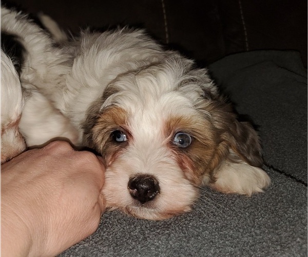 Medium Photo #22 Bernedoodle (Miniature) Puppy For Sale in LEETONIA, OH, USA