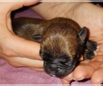 Small Photo #6 Buggs Puppy For Sale in WEST PLAINS, MO, USA
