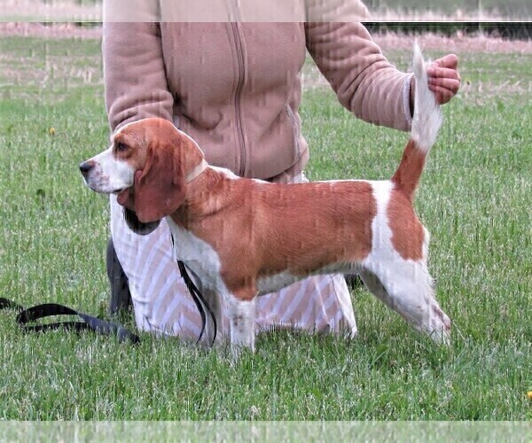 Medium Photo #1 Beagle Puppy For Sale in MORRILL, KS, USA