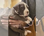 Small Photo #11 American Bully Puppy For Sale in WALLINGFORD, CT, USA