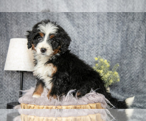 Medium Bernedoodle (Miniature)