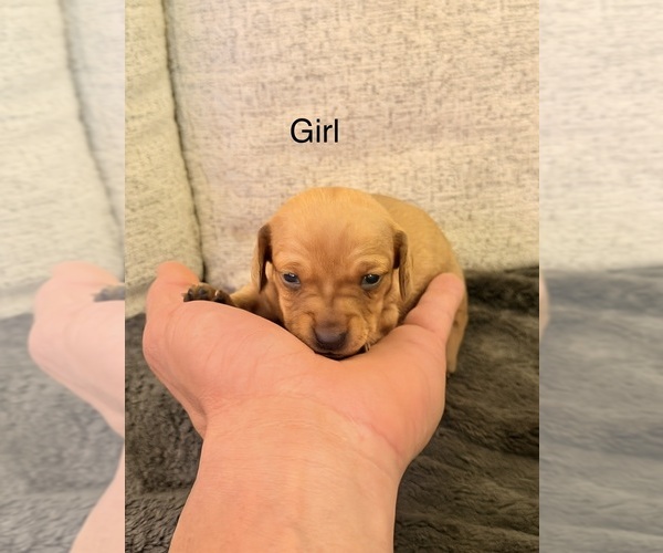 Medium Photo #4 Dachshund Puppy For Sale in CHIPPEWA FALLS, WI, USA