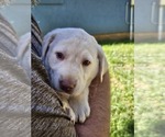 Puppy Sky Pup Labrador Retriever