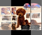 Small Photo #1 Goldendoodle Puppy For Sale in EASTMAN, GA, USA