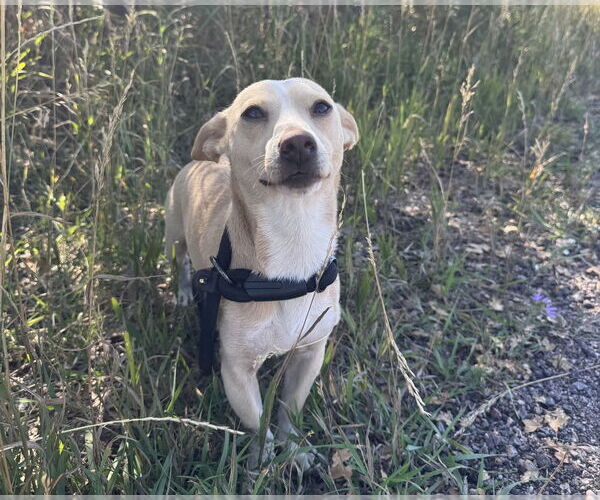 Medium Photo #12 Chihuahua Puppy For Sale in Lakewood, CO, USA