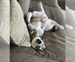 Small #5 Siberian Husky
