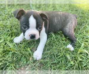 Boston Terrier Puppy for sale in WASHBURN, MO, USA