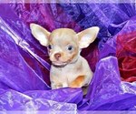 Puppy Melvin Chihuahua