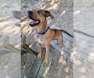 Tito - Male Catahoula Leopard Dog-Unknown Mix Dog for Adoption - Photo #2