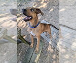 Small #1 Catahoula Leopard Dog Mix