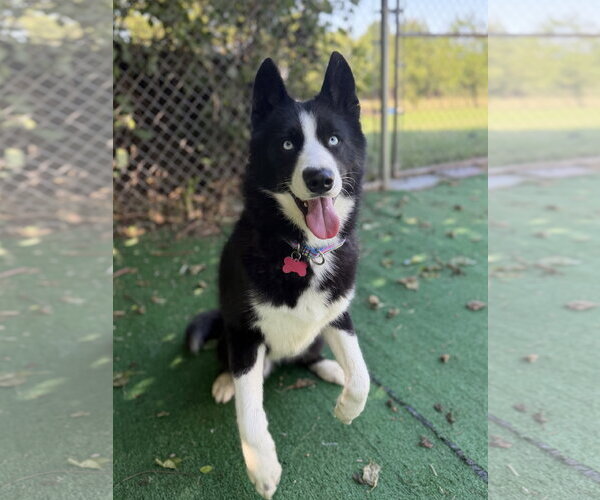 Medium Photo #1 Siberian Husky-Unknown Mix Puppy For Sale in Spring Lake, NJ, USA