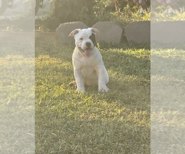 Medium Photo #21 American Bully Puppy For Sale in BAKERSFIELD, CA, USA