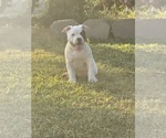 Small #20 American Bully