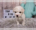 Small Photo #4 Maltipoo-Unknown Mix Puppy For Sale in FULLERTON, CA, USA