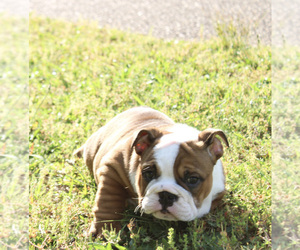 English Bulldog Puppy for sale in ANDERSON, SC, USA