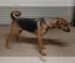 Shane - Male Doberman Pinscher-German Shepherd Dog Mix Dog for Adoption - Photo #3
