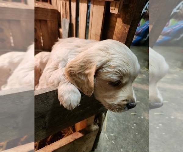 Medium Photo #5 Golden Retriever Puppy For Sale in LITCHFIELD, MN, USA
