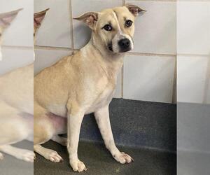 Labrador Retriever-Unknown Mix Dogs for adoption in San Antonio, TX, USA