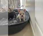 Small #4 French Bulldog