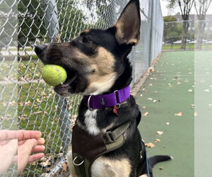 Poo Fighter - Male Siberian Husky-Unknown Mix Dog for Adoption - Photo #7
