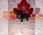 Puppy Baby Poodle (Toy)-Yorkshire Terrier Mix