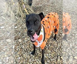 American Pit Bull Terrier-Unknown Mix Dogs for adoption in Las Vegas, NV, USA