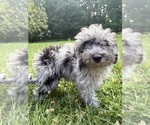 Small #30 Cavapoo (Miniature)