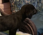 Small Photo #13 Labrador Retriever Puppy For Sale in SPOTSYLVANIA, VA, USA