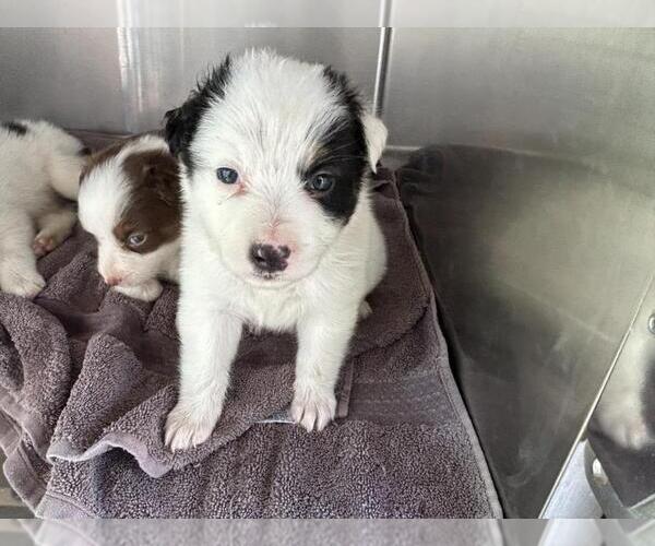 Medium Photo #1 Australian Shepherd Puppy For Sale in Norco, CA, USA