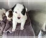 Small Australian Shepherd