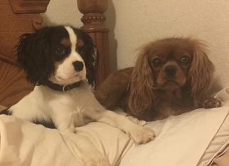 Father of the Cavalier King Charles Spaniel puppies born on 11/19/2017