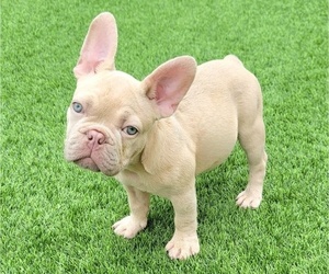 French Bulldog Puppy for sale in LAS VEGAS, NV, USA