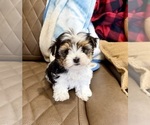 Small #10 Morkie