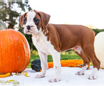 Small Photo #27 Boxer Puppy For Sale in WAKARUSA, IN, USA