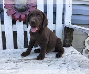 Labrador Retriever Puppy for sale in SHILOH, OH, USA