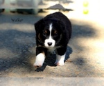 Small Photo #7 Australian Shepherd Puppy For Sale in SUISUN CITY, CA, USA
