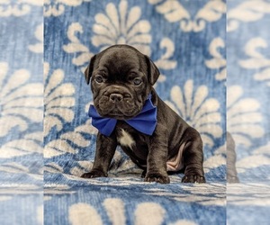 French Bulldog Puppy for sale in QUARRYVILLE, PA, USA