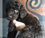 Puppy Twix Labradoodle