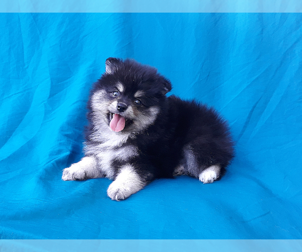 Medium Photo #3 Miniature Spitz Puppy For Sale in WEST PALM BEACH, FL, USA