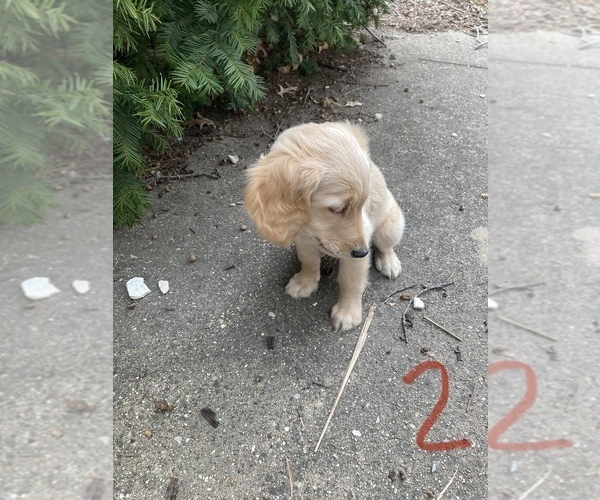 Medium Photo #3 Goldendoodle Puppy For Sale in STILLMAN VALLEY, IL, USA