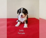 Puppy Sully Pembroke Welsh Corgi-Poodle (Toy) Mix