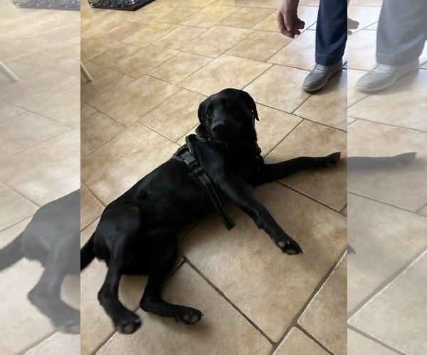 Medium Photo #4 Labrador Retriever-Unknown Mix Puppy For Sale in Holly Springs, NC, USA