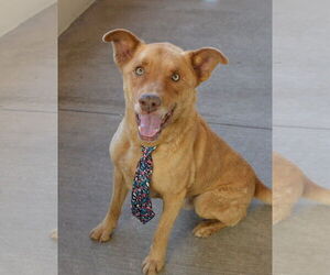 Labrador Retriever-Unknown Mix Dogs for adoption in McKinney, TX, USA