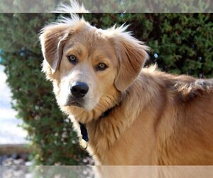 Golden Retriever-Unknown Mix Dogs for adoption in Glendale , AZ, USA