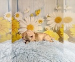 Small #7 Yorkiepoo mix (+ Poodle Toy)