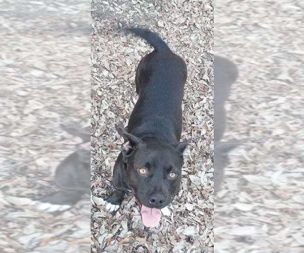 Medium Photo #7 American Pit Bull Terrier-Pembroke Welsh Corgi Mix Puppy For Sale in McKinney, TX, USA
